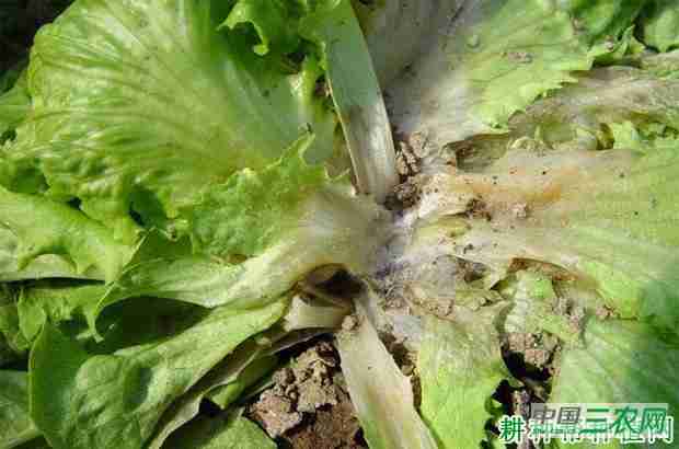 生菜菌核病如何防治(生菜菌核病如何防治好)